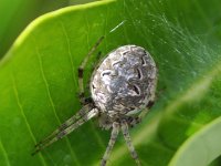 D8962-Eriophora ZZ137